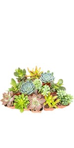 Succulent