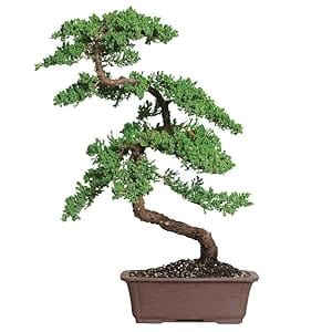 large specimen green mound juniper  bonsai tree