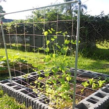 Trellis Netting