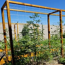 Trellis Netting