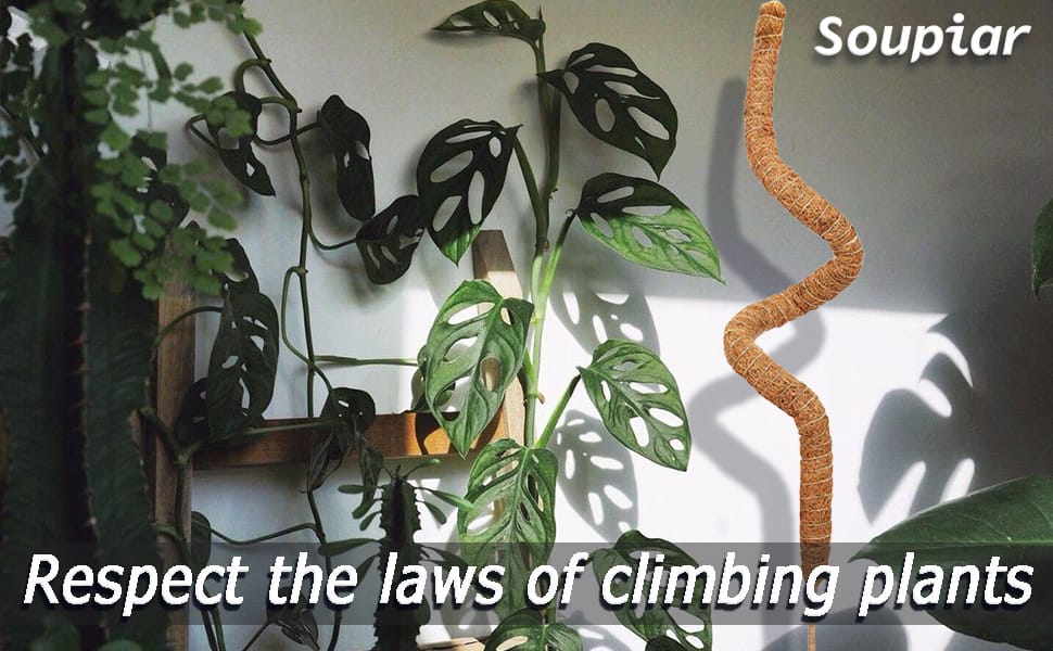 Moss Poles for Climbing Plants Indoor