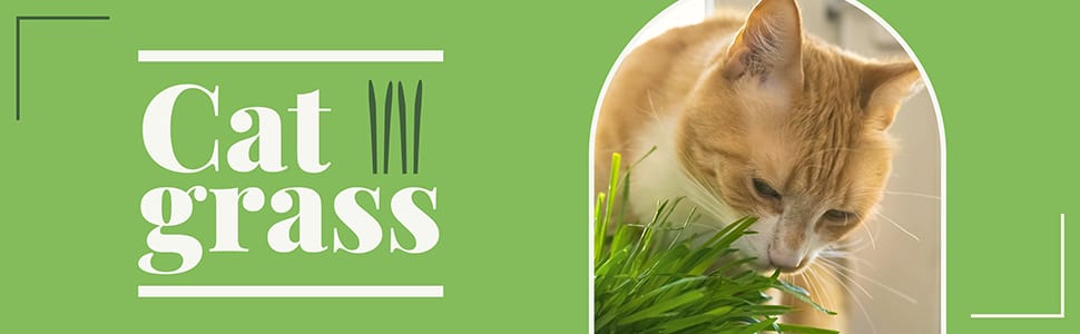 Cat grass