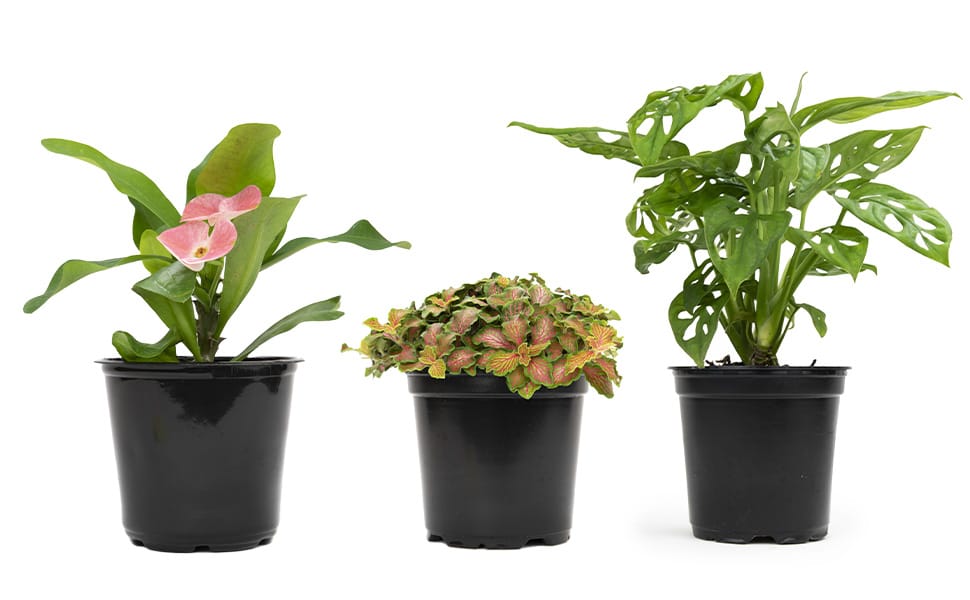 4" Foliage 3-pack MAIN