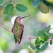 Attract birds, bees and butterflies. A bird is  on the tree.