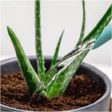 aloe vera live succulent house plant indoor suculenta