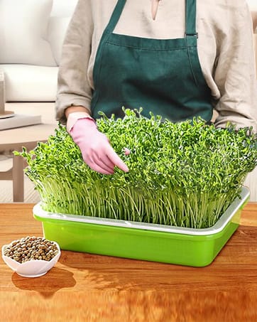 Seed Sprouter Trays