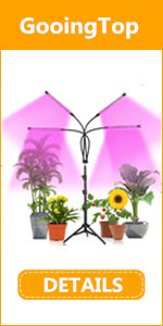 catcus
