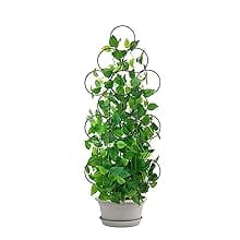 plant trellis indoor