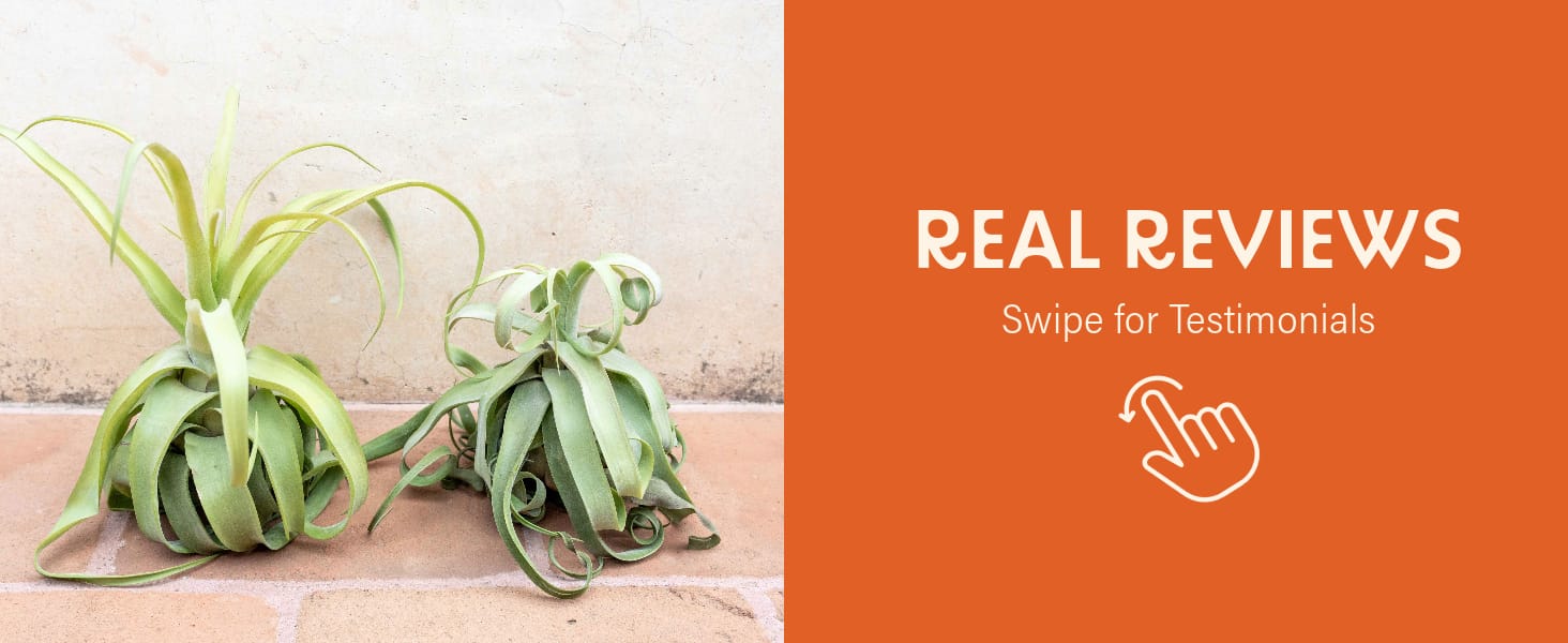 Real Reviews Air Plants Tillandsia