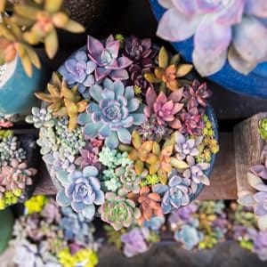 Succulent Plants Succulent Cult Cuttings