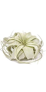 cactus cacti tillandsia xerographica air plant plants