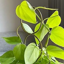 plant stake gold 03