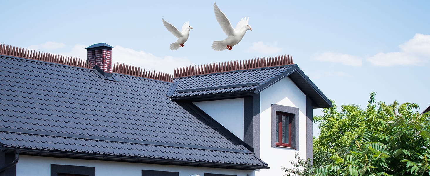 bird spikes