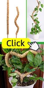 plant support