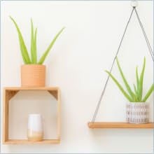 aloe vera live succulent house plant indoor suculenta