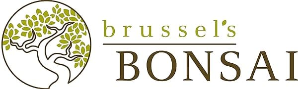 brussels bonsai bonsai tree logo
