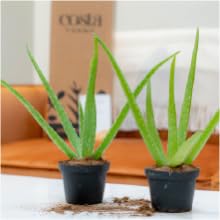 aloe vera live succulent house plant indoor suculenta