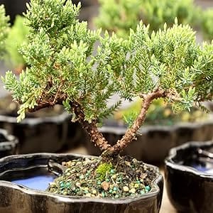 green mound juniper bonsai in water bonsai pot