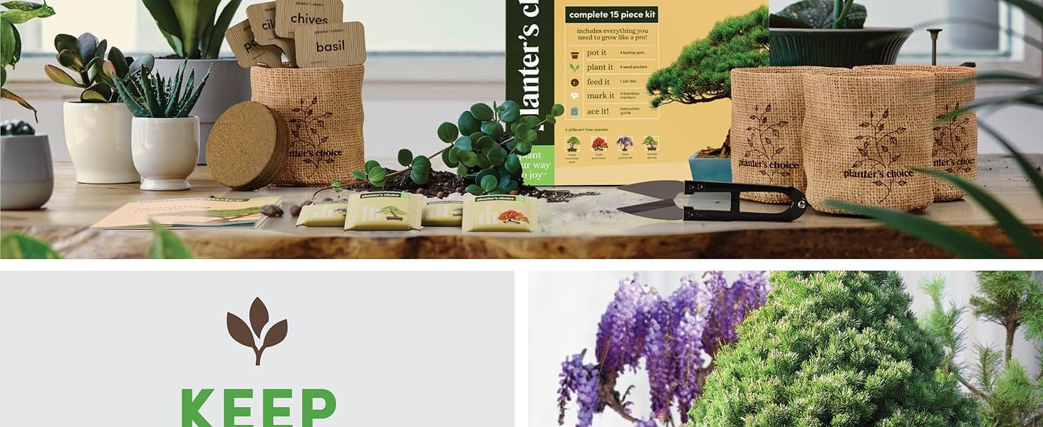For beginners kit to plant and grow bonsai with everything you need
