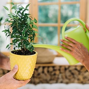 fiddle leaf fig watering soil