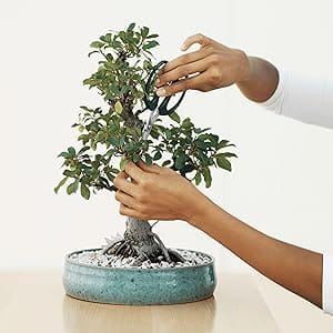 cz grain bonsai trees